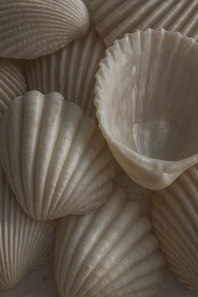 Cream seashells in soft natural light